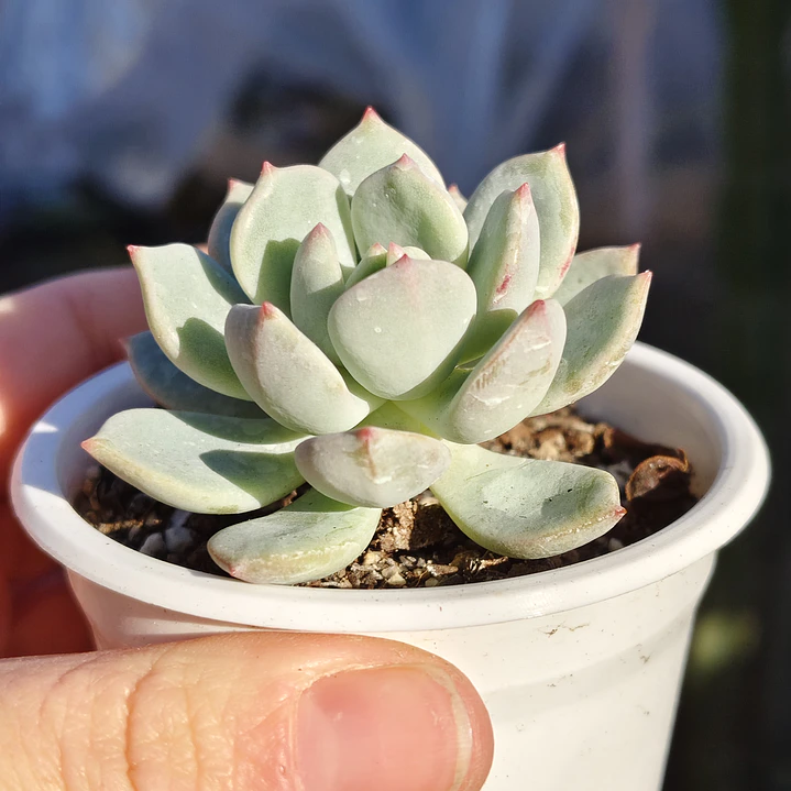 Graptoveria A Grim One 3