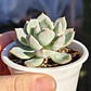 Graptoveria A Grim One - Miniatura 3