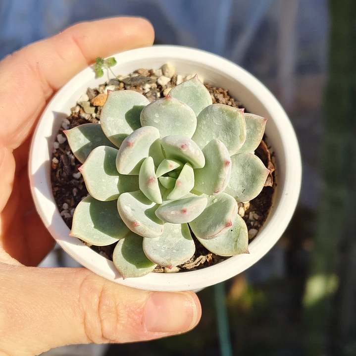 Graptoveria A Grim One 4