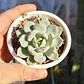 Graptoveria A Grim One - Miniatura 4
