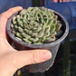 Echeveria Setosa Ciliata - Miniatura 2