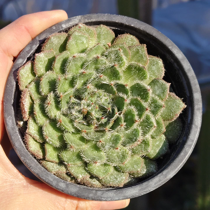 Echeveria Setosa Ciliata 3