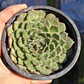 Echeveria Setosa Ciliata - Miniatura 3
