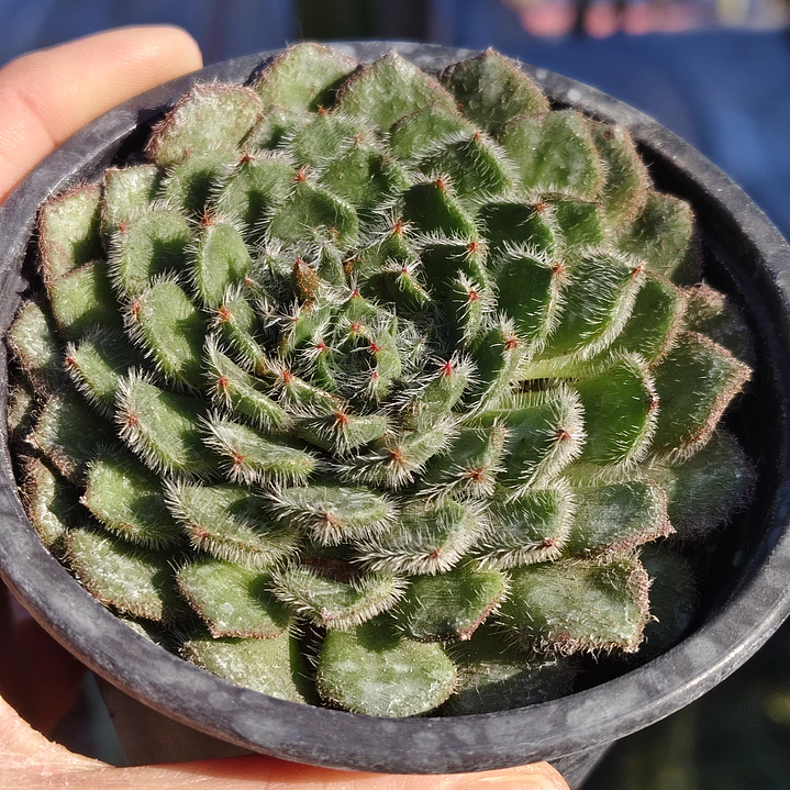 Echeveria Setosa Ciliata 1