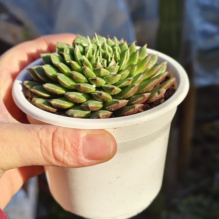 Graptoveria iona  3