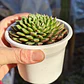 Graptoveria iona  - Miniatura 3