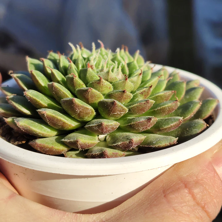Graptoveria iona  5