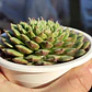 Graptoveria iona  - Miniatura 5