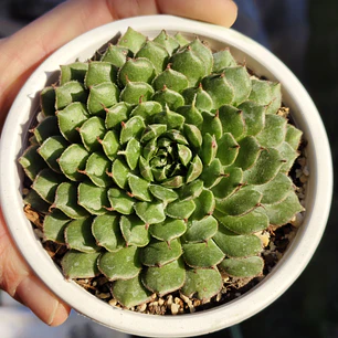 Graptoveria iona 