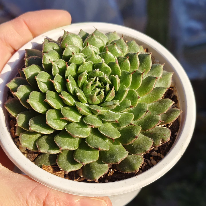 Graptoveria iona  4