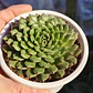 Graptoveria iona  - Miniatura 4