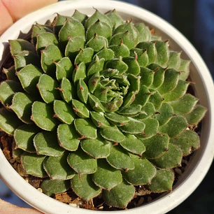 Graptoveria iona 