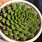 Graptoveria iona  - Miniatura 2