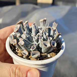 Echeveria Trumpet ice 