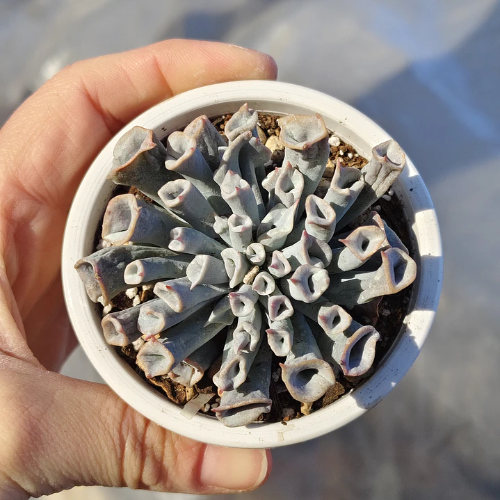 Echeveria Trumpet ice  3