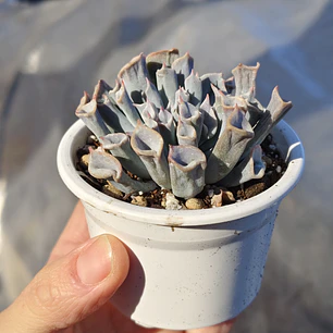 Echeveria Trumpet ice 