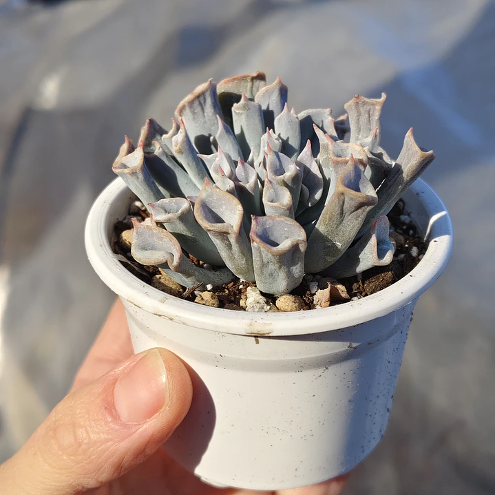 Echeveria Trumpet ice  2