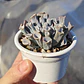 Echeveria Trumpet ice  - Miniatura 2