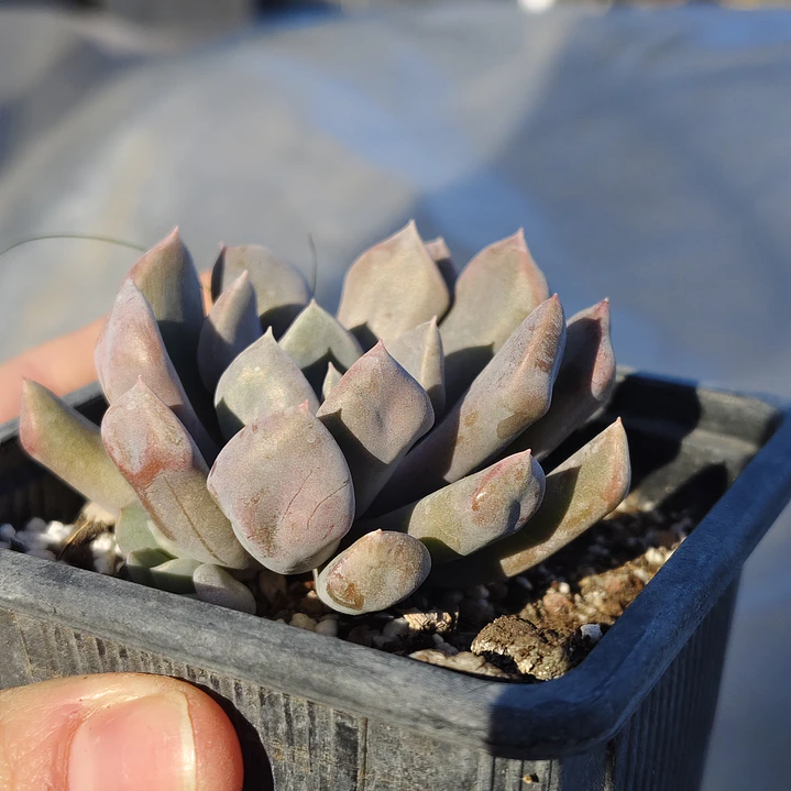 Graptoveria Cupido 5