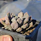Graptoveria Cupido - Miniatura 5