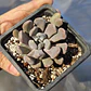 Graptoveria Cupido - Miniatura 3
