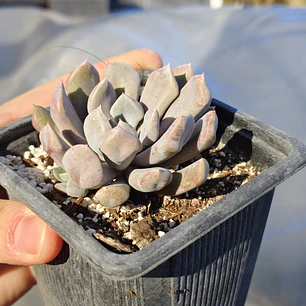 Graptoveria Cupido