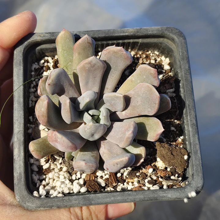 Graptoveria Cupido 4