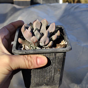 Graptoveria Cupido