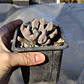 Graptoveria Cupido - Miniatura 2