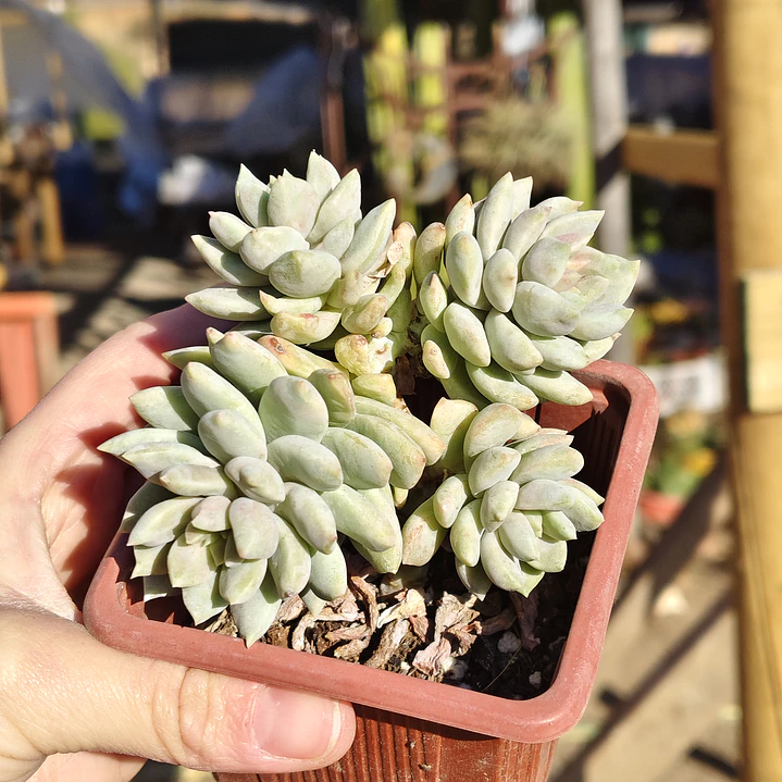 Sedeveria Lilac Mist 1