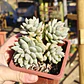 Sedeveria Lilac Mist - Miniatura 1