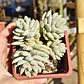Sedeveria Lilac Mist - Miniatura 4