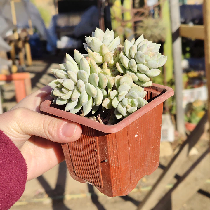 Sedeveria Lilac Mist 2