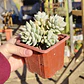 Sedeveria Lilac Mist - Miniatura 2