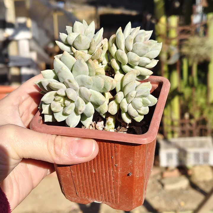Sedeveria Lilac Mist 3