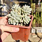 Sedeveria Lilac Mist - Miniatura 3