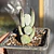 Cotyledon Oophyla