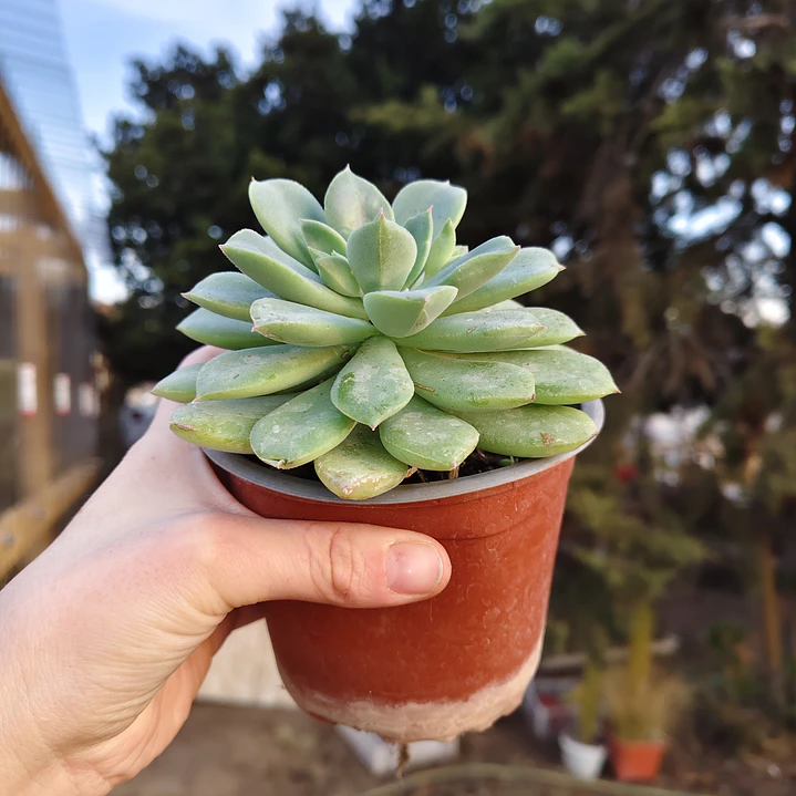 Echeveria Graesneri 2