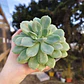Echeveria Graesneri - Miniatura 1