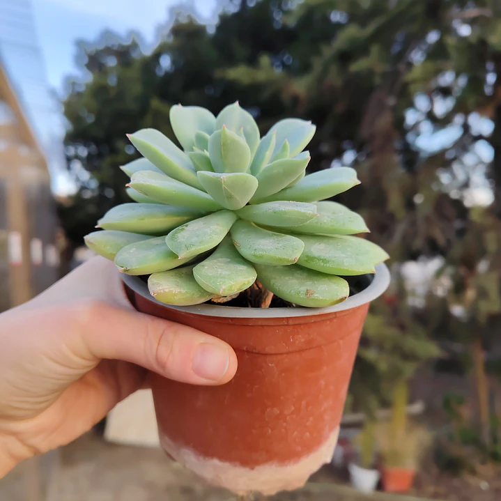 Echeveria Graesneri 3
