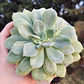 Echeveria Graesneri - Miniatura 4