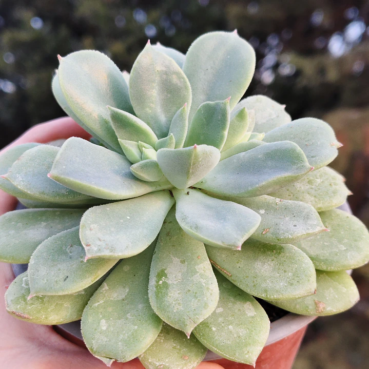 Echeveria Graesneri 5