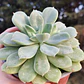 Echeveria Graesneri - Miniatura 5