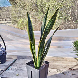 Sansevieria Laurentiis 