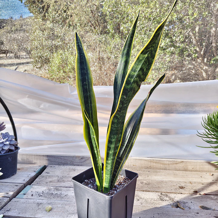 Sansevieria Laurentiis  1