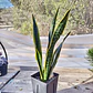 Sansevieria Laurentiis  - Miniatura 1