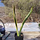 Sansevieria Laurentiis  - Miniatura 2