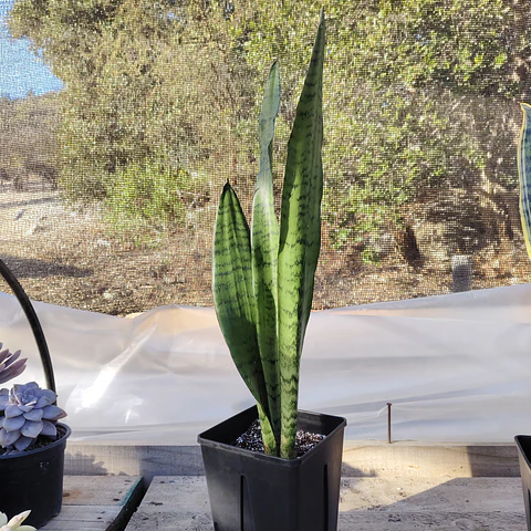 Sansevieria Zeylanica 