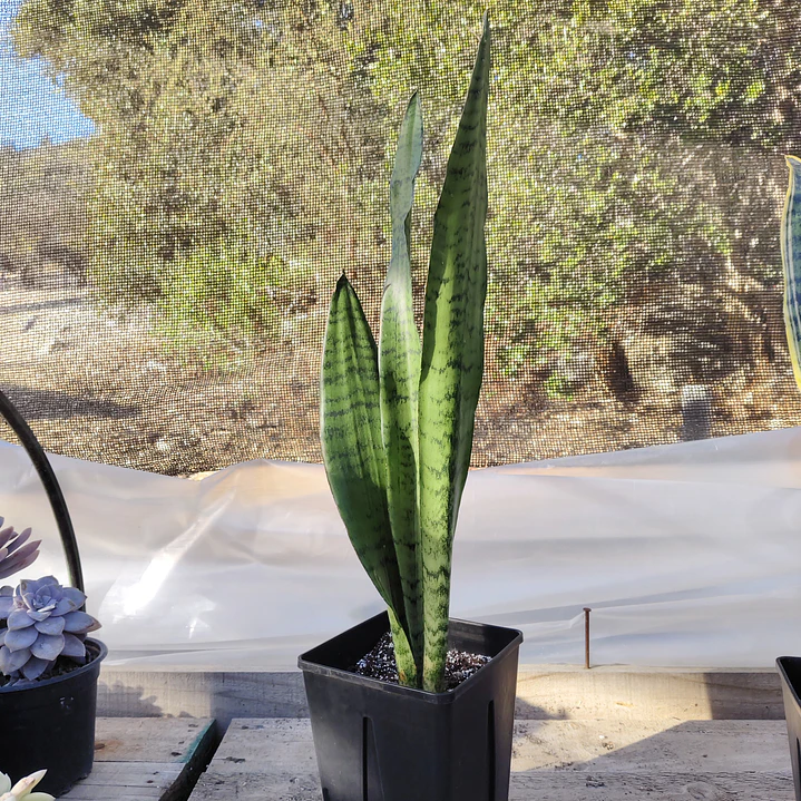 Sansevieria Zeylanica  1