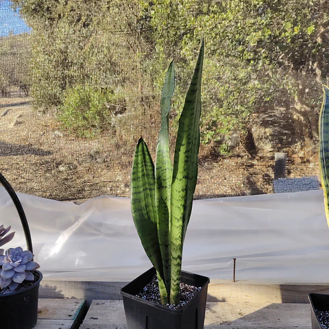 Sansevieria Zeylanica 